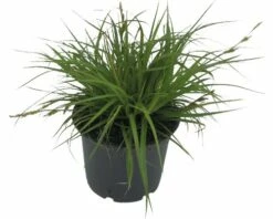 FLORASELF Zegge Carex Oshimensis 'Green Wonder' Potmaat Ø 14 Cm H 5-30 Cm