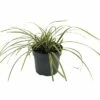 FloraSelf Zegge Carex Foliosissima 'Vanilla Ice' Potmaat 19 Cm H 10-30 Cm -FLORASELF Verkoop DV 8 10373511 01 4c DE 20210129094658