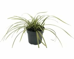 FloraSelf Zegge Carex Foliosissima 'Vanilla Ice' Potmaat 19 Cm H 10-30 Cm
