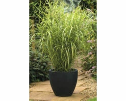 FLORASELF Prachtriet Miscanthus Sinensis 'Goldbreeze' Potmaat Ø 19 Cm H 10-80 Cm -FLORASELF Verkoop DV 8 10373519 01 4c DE 20220525131659