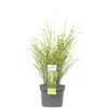 FLORASELF Prachtriet Miscanthus Sinensis 'Goldbreeze' Potmaat Ø 19 Cm H 10-80 Cm -FLORASELF Verkoop DV 8 10373519 02 4c DE 20220525131659