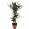 FloraSelf Drakenbloedboom Dracaena Marginata Ø 24 Cm H 130 Cm -FLORASELF Verkoop DV 8 10380974 01 4c NL 20201223084758