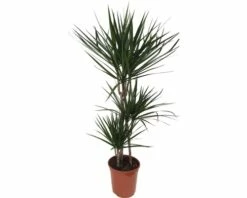 FloraSelf Drakenbloedboom Dracaena Marginata Ø 24 Cm H 130 Cm
