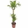 FloraSelf Drakenbloedboom Dracaena Massangeana Ø 24 Cm H 130 Cm -FLORASELF Verkoop DV 8 10380975 01 4c NL 20201223084658