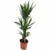 FloraSelf Palmlelie Yucca Elephantipes Ø 24 Cm H 130 Cm -FLORASELF Verkoop DV 8 10380976 01 4c NL 20201223084758