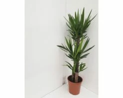 FloraSelf Palmlelie Yucca Elephantipes Ø 24 Cm H 130 Cm -FLORASELF Verkoop DV 8 10380976 02 4c NL 20201222161657