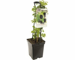 FLORASELF Braam Rubus Fru, 'Triple Crown' Potmaat Ø 18 Cm H 25 Cm