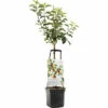 FLORASELF Appel Wonder Tree Santana Potmaat Ø 24 Cm H 150 Cm -FLORASELF Verkoop DV 8 10397024 01 4c NL 20220507221701
