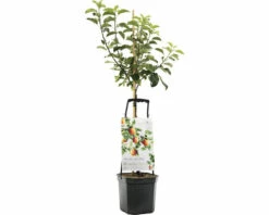 FLORASELF Appel Wonder Tree Santana Potmaat Ø 24 Cm H 150 Cm