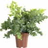 FLORASELF Zinkvaren Phlebodium Aureum Davana Potmaat Ø 12 Cm H 30-40 Cm -FLORASELF Verkoop DV 8 10447017 01 4c DE 20210420074756
