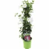FloraSelf Dipladenia Sundaville Potmaat Ø 19 Cm H 80-100 Cm -FLORASELF Verkoop DV 8 10447174 01 4c NL 20210430134652