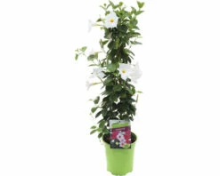 FloraSelf Dipladenia Sundaville Potmaat Ø 19 Cm H 80-100 Cm