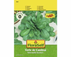 FLORASELF Veldsla Verte De Cambrai, Voordeelverpakking