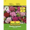 FLORASELF Dianthus Barbatus Bont Mix 1 FLORASELF Dianthus Barbatus Bont Mix -FLORASELF Verkoop DV 8 10476051 01 4c AT 20220114084650