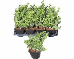 FLORASELF Kardinaalsmuts Euonymus Fortunei 'Emerald N Gaiety' Potmaat Ø 13 Cm H 5-15 Cm