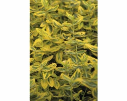 FLORASELF Japanse Kardinaalsmuts Euonymus Fortunei 'Emerald N Gold' Potmaat Ø 13 Cm H 5-15 Cm -FLORASELF Verkoop DV 8 10485009 01 4c DE 20220218194758