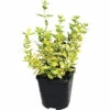 FLORASELF Japanse Kardinaalsmuts Euonymus Fortunei 'Emerald N Gold' Potmaat Ø 13 Cm H 5-15 Cm -FLORASELF Verkoop DV 8 10485009 02 4c DE 20220219224335