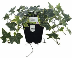 FLORASELF Klimop Hedera Helix 'Yellow Ripple' Potmaat Ø 13 Cm H 10 Cm