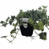 FLORASELF Klimop Hedera Helix 'Glacier' Potmaat Ø 13 Cm H 10 Cm -FLORASELF Verkoop DV 8 10485571 01 4c DE 20210909225905