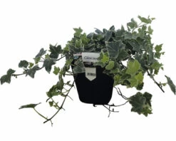 FLORASELF Klimop Hedera Helix 'Glacier' Potmaat Ø 13 Cm H 10 Cm