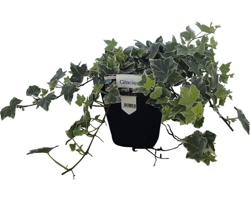 FLORASELF Klimop Hedera Helix 'Glacier' Potmaat Ø 13 Cm H 10 Cm 3 FLORASELF Klimop Hedera Helix 'Glacier' Potmaat Ø 13 Cm H 10 Cm