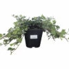 FLORASELF Klimop Hedera Helix 'Duckfoot' Potmaat Ø 13 Cm H 10 Cm -FLORASELF Verkoop DV 8 10485572 01 4c DE 20210910051652