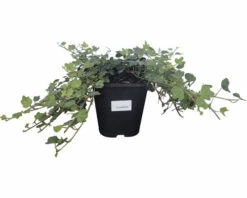 FLORASELF Klimop Hedera Helix 'Duckfoot' Potmaat Ø 13 Cm H 10 Cm