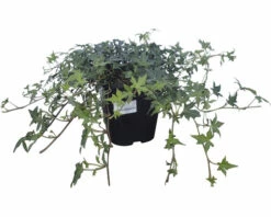 FLORASELF Klimop Hedera Helix 'Needlepoint' Potmaat Ø 13 Cm H 10 Cm