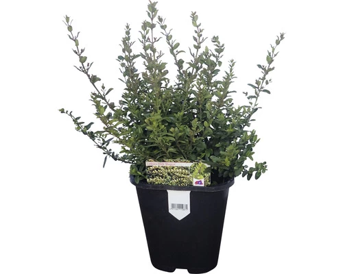 FLORASELF Chinese Kamperfoelie Lonicera Nitida 'Maigrün' Potmaat Ø 13 Cm H 10 Cm 3 FLORASELF Chinese Kamperfoelie Lonicera Nitida 'Maigrün' Potmaat Ø 13 Cm H 10 Cm