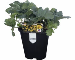 FLORASELF Goudaardbei Waldsteinia Ternata Potmaat Ø 13 Cm H 10 Cm