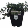 FLORASELF Dwergmispel Cotoneaster Dammeri Radicans Potmaat Ø 13 Cm H 10 Cm 1 FLORASELF Dwergmispel Cotoneaster Dammeri Radicans Potmaat Ø 13 Cm H 10 Cm -FLORASELF Verkoop DV 8 10485584 01 4c DE 20210909223427