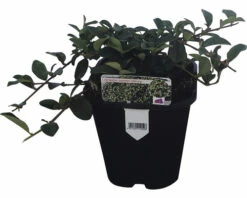 FLORASELF Dwergmispel Cotoneaster Dammeri Radicans Potmaat Ø 13 Cm H 10 Cm