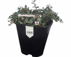 FLORASELF Dwergmispel Cotoneaster Micro, 'Streibs Findling' Potmaat Ø 13 Cm H 10 Cm