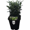 FLORASELF Japanse Kardinaalsmuts Euonymus Japonicus 'Green Spire' Potmaat Ø 13 Cm H 5-15 Cm -FLORASELF Verkoop DV 8 10485588 01 4c DE 20210909225617