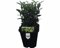 FLORASELF Japanse Kardinaalsmuts Euonymus Japonicus 'Green Spire' Potmaat Ø 13 Cm H 5-15 Cm