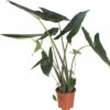 FLORASELF Olifantsoor Alocasia Zebrina Potmaat Ø 21 Cm H 80-100 Cm -FLORASELF Verkoop DV 8 10496715 01 4c DE 20220511111658