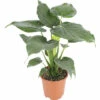 FLORASELF Olifantsoor Alocasia Cucullata Potmaat Ø 21 Cm H 90-100 Cm -FLORASELF Verkoop DV 8 10496716 01 4c DE 20220511114652
