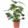FLORASELF Gatenplant Monstera Delicioso Potmaat Ø 21 Cm H 85-100 Cm -FLORASELF Verkoop DV 8 10496717 01 4c DE 20220511111758