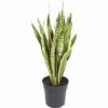 FLORASELF Vrouwentong Sansevieria Lauretii Potmaat Ø 24 Cm H 80-90 Cm -FLORASELF Verkoop DV 8 10496730 01 4c DE 20220111051652