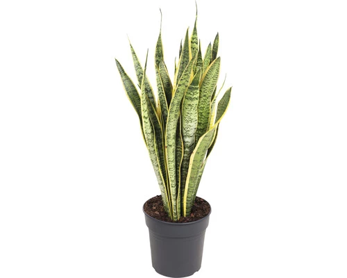 FLORASELF Vrouwentong Sansevieria Lauretii Potmaat Ø 24 Cm H 80-90 Cm 3 FLORASELF Vrouwentong Sansevieria Lauretii Potmaat Ø 24 Cm H 80-90 Cm