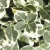 FLORASELF Kardinaalsmuts Euonymus Fortunei 'Emerald Gaiety' Potmaat Ø 17 Cm H 15-20 Cm -FLORASELF Verkoop DV 8 10507732 01 4c DE 20220222125131