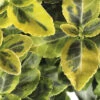 FLORASELF Kardinaalsmuts Euonymus Fortunei 'Emerald'n Gold' Potmaat Ø 17 Cm H 15-20 Cm -FLORASELF Verkoop DV 8 10507734 01 4c DE 20220222125108