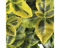FLORASELF Kardinaalsmuts Euonymus Fortunei 'Emerald'n Gold' Potmaat Ø 17 Cm H 15-20 Cm