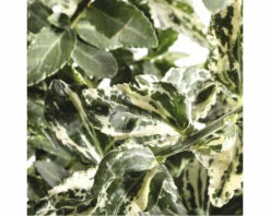 FLORASELF® Japanse Kardinaalshoed Euonymus Fortunei Harlequin Potgrootte Ø 17 Cm Wit -FLORASELF Verkoop DV 8 10507738 01 4c DE 20220222125046