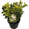 FLORASELF Japanse Kardinaalsmuts Euonymus Japonicus 'Aureomarginatus' Potmaat Ø 23 Cm H 25-30 Cm -FLORASELF Verkoop DV 8 10507739 02 4c DE 20220303161759
