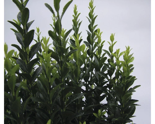 FLORASELF Japanse Kardinaalsmuts Euonymus Japonicus 'Jean Hugues' Potmaat Ø 17 Cm H 20-25 Cm 4 FLORASELF Japanse Kardinaalsmuts Euonymus Japonicus 'Jean Hugues' Potmaat Ø 17 Cm H 20-25 Cm - Afbeelding 2