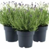 FLORASELF Lavendel Lavandula Angustifolia 'Felice' Potmaat Ø 15 Cm H 20-25 Cm -FLORASELF Verkoop DV 8 10508274 01 4c DE 20220224174800
