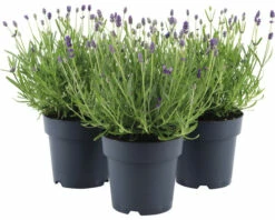 FLORASELF Lavendel Lavandula Angustifolia 'Felice' Potmaat Ø 15 Cm H 20-25 Cm