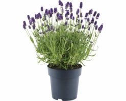 FLORASELF Lavendel Lavandula Angustifolia 'Felice' Potmaat Ø 15 Cm H 20-25 Cm -FLORASELF Verkoop DV 8 10508274 02 4c DE 20220224184759
