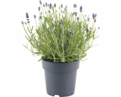 FLORASELF Lavendel Lavandula Angustifolia 'Felice' Potmaat Ø 15 Cm H 20-25 Cm -FLORASELF Verkoop DV 8 10508274 03 4c DE 20220224174700